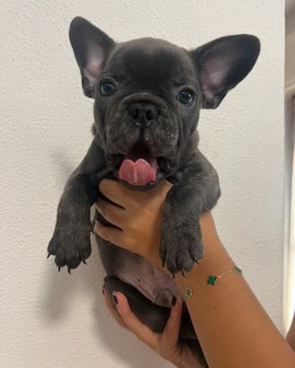 Cuccioli bulldog francese blue