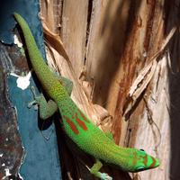 Geco Phelsuma laticauda