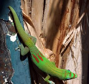 Geco Phelsuma laticauda