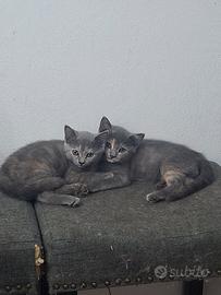 gattini incrocio british