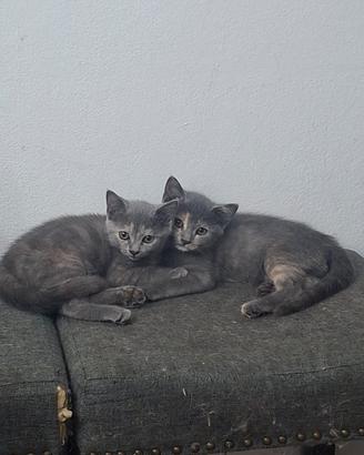 gattini incrocio british