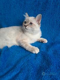 Ultimo gattino sacro di Birmania con pedigree