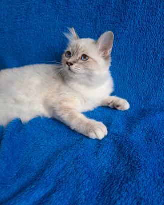 Ultimo gattino sacro di Birmania con pedigree