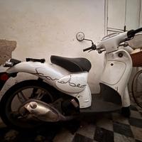 Scarabeo bianco