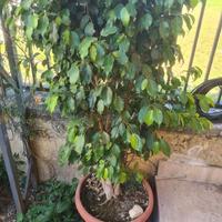 pianta di ficus Benjamina sana e bellissimdatta
