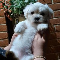 Cuccioli maltese