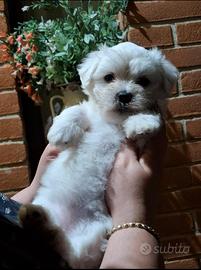 Cuccioli maltese