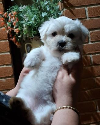 Cuccioli maltese