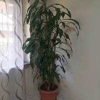 Tronchetto della felicità