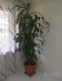 Tronchetto della felicità