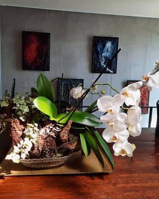  Composizione orchidee  in tronco d'albero 