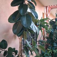 coppia di ficus elastica