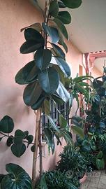 coppia di ficus elastica