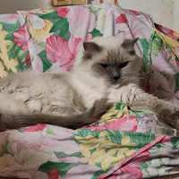 Gatta ragdoll 5 anni pedigree Anfi