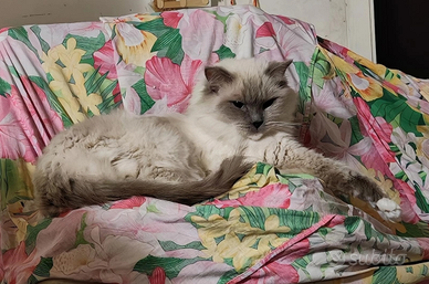Gatta ragdoll 5 anni pedigree Anfi