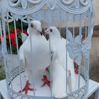 Colombe per matrimoni /eventi