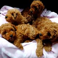 Disponibili cuccioli di barboncino nano