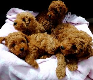 Disponibili cuccioli di barboncino nano