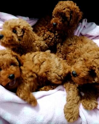 Disponibili cuccioli di barboncino nano