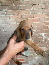 Cuccioli di segugio italiana pelo raso