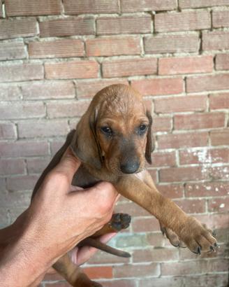 Cuccioli di segugio italiana pelo raso