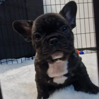 Ultima femm bulldog francese altissima genealogia