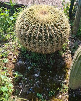 Cactus