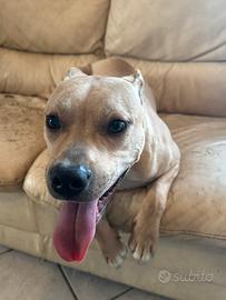 Amstaff