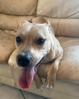 Amstaff