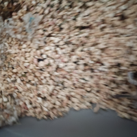 Gerbillini circa 1 mese vari colori