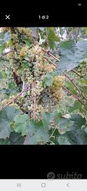 Uva bianca da vino