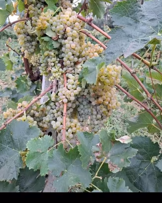 Uva bianca da vino