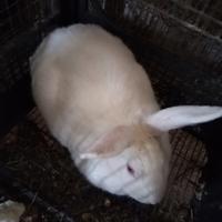 Conigli maschi di 11 messi