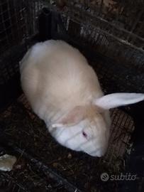 Conigli maschi di 11 messi