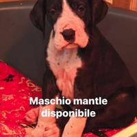 Cuccioli di alano arlecchino, neri, mantel