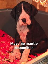 Cuccioli di alano arlecchino, neri, mantel