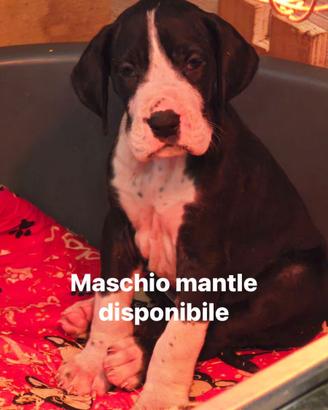 Cuccioli di alano arlecchino, neri, mantel