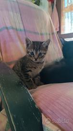 Gattini cuccioli