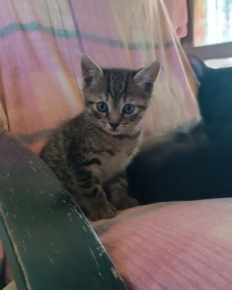 Gattini cuccioli