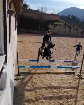 Cavallo da salto