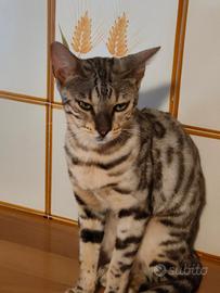 Bengala 9 mesi silver