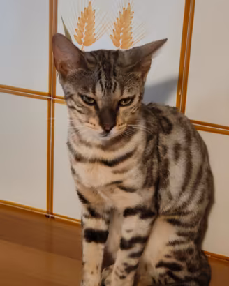 Bengala 9 mesi silver