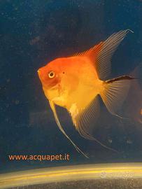 Scalari red devil grandi