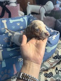 Bassotti cuccioli Kaninchen e nani