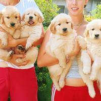 Maschi e femmine Golden Retriever