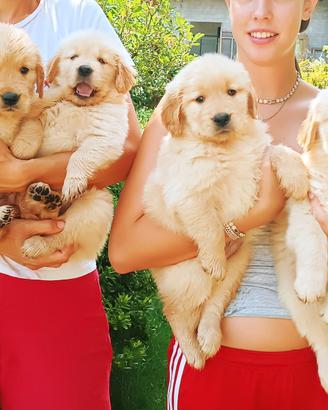 Maschi e femmine Golden Retriever