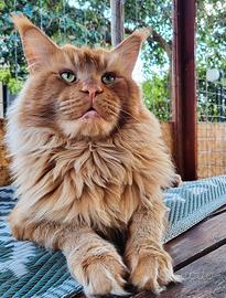 Adozione Maine Coon
