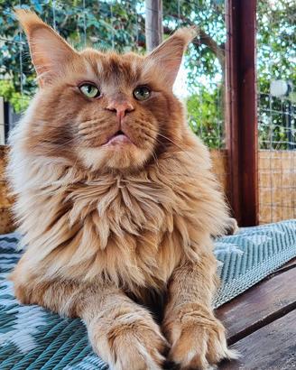 Adozione Maine Coon