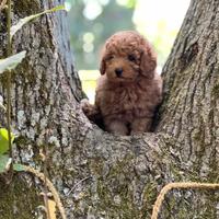 Meravigliose cucciole di barboncino toy red
