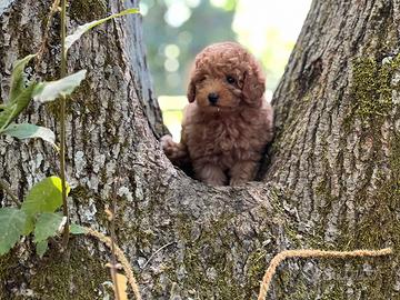 Meravigliose cucciole di barboncino toy red